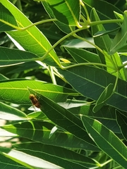 Eristalinus megacephalus