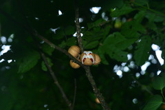 Dysoxylum cumingianum