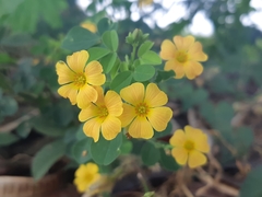 Oxalis dombeyi