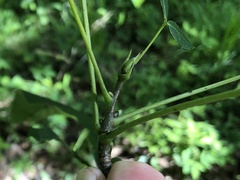 Carya carolinae-septentrionalis