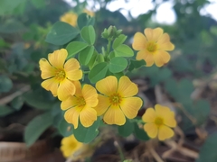 Oxalis dombeyi