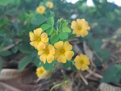 Oxalis dombeyi
