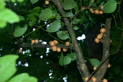 Dysoxylum cumingianum