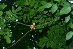 Dysoxylum cumingianum