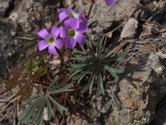 Oxalis decaphylla