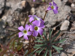Oxalis decaphylla