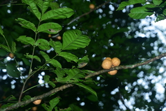 Dysoxylum cumingianum