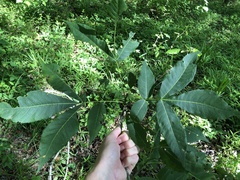 Carya carolinae-septentrionalis