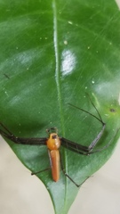 Tapinillus