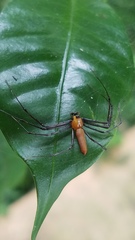 Tapinillus