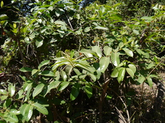 Anodendron parviflorum