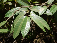 Anodendron parviflorum