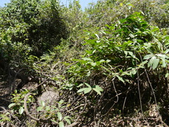 Anodendron parviflorum