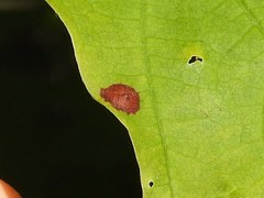 Acericecis ocellaris