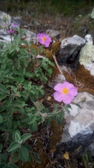 Cistus creticus eriocephalus