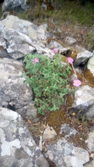 Cistus creticus eriocephalus