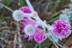 Mimosa lanuginosa