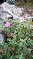 Cistus creticus eriocephalus