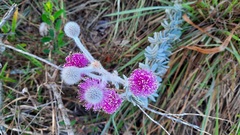 Mimosa lanuginosa