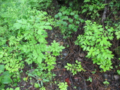 Fraxinus mandshurica