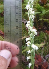 Spiranthes casei casei