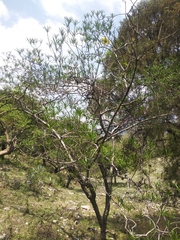 Cascabela thevetioides