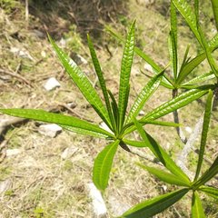 Cascabela thevetioides