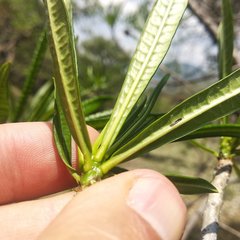 Cascabela thevetioides