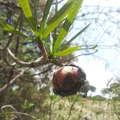 Cascabela thevetioides