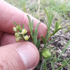 Polygala vergrandis