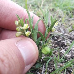 Polygala vergrandis