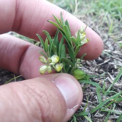 Polygala vergrandis