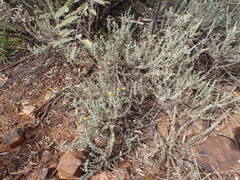 Pentzia calcarea