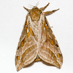 Sthenopis argenteomaculatus