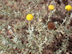 Pentzia calcarea