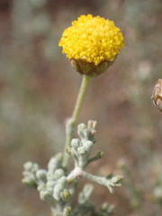 Pentzia calcarea