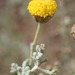 Pentzia calcarea - Photo (c) David Hoare, algunos derechos reservados (CC BY-NC), subido por David Hoare