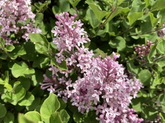 Syringa meyeri