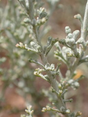 Pentzia calcarea