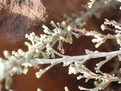 Pentzia calcarea