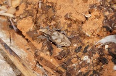 Coniocleonus cicatricosus