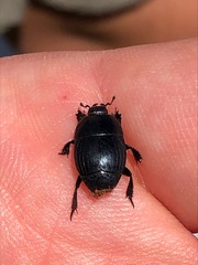 Coleoptera