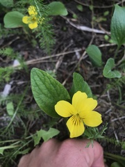 Viola praemorsa