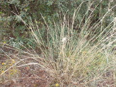 Aristida stipitata