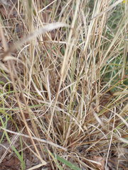 Aristida stipitata