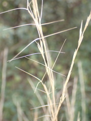 Aristida stipitata