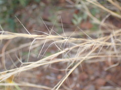 Aristida stipitata
