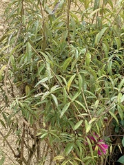 Magnoliopsida