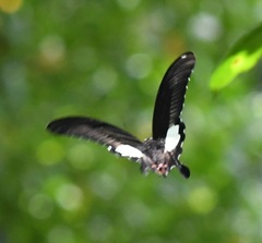 Papilio iswara