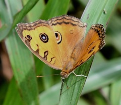 Junonia almana javana